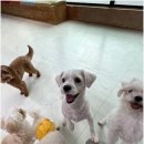 노케이지 네이버블로그