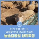 늘솔길공원 양떼목장 이미지