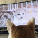 냥아치냥 이미지