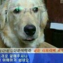 피읍