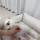 가을이 | 페노비스 - 영양종합검사 가을이 후기!!