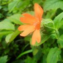 고개마루 Daum카페
