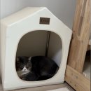 꾸꾸하우스 | 디팡 비건레더 하우스 후기 - 꾸꾸와 뚱이의 안전한 휴식공간! 🏠😻