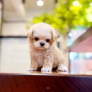 전주강아지분양 고양이분양 24시 데려가개 전주점 이미지