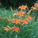 더 남산 이미지