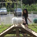 숲속애견랜드 이미지