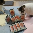 와즈펫(wispet) | 고양이 습식 후기 | 와즈펫 습식 파우치 4종