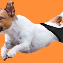 댕토피아 이미지