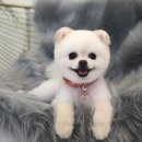 도블리펫 이미지