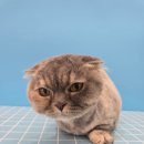 힐스 펫살롱 이미지