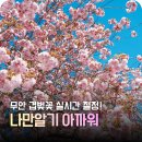 전남약국 | 전남 무안 가볼만한 곳, 지금 안 가면 후회하는 나만 아는 겹벚꽃 명소
