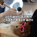 웰니스 클리닉 동물병원 | 강아지 발바닥 티눈 종괴 제거 기록 | 청담 라퓨클레르 동물피부클리닉 레이저치료 내돈내산