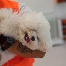 놀러오개 애견유치원 애견호텔 이미지