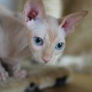 명품고양이카페 이미지