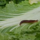고창복분자마을진농식품 네이버블로그