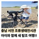철새-1 | 충남 서천에서 만난 여름철새 장항 솔리갯벌 탐조 체험 후기