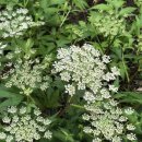 매리앤스가든민박 이미지