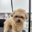 보람애견미용 이미지