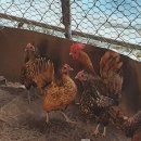 속리농원 이미지