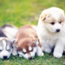 서울수의약품(주) 이미지