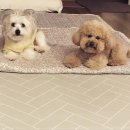 몽크네 이발관 이미지