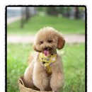 까망댕댕 이미지