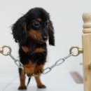 봄봄펫살롱 이미지