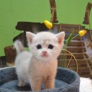 쿤이수염 이미지