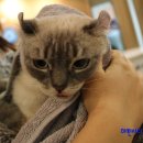 카우만 동물병원 이미지