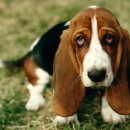 바셋하운드 이미지
