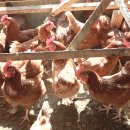 노른자 PC 이미지