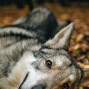 안녕댕댕이 이미지