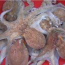 영덕싱싱농원 이미지