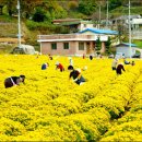 봉정사국화마을 이미지
