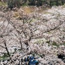 270-3516 | 밀양 패밀리오토캠핑장 4월 1일 벚꽃캠핑