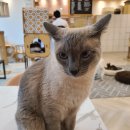 고양이별 캣 카페 이미지