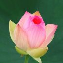 반*경