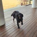 세레니티CC(회원제) | 세레니티cc 라운딩 후기 / 그린, 페어웨이 상태