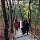 솔숲길 이미지