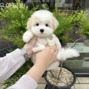 우아퍼피