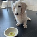 행복하개 희희멍멍 | 강아지수제간식 행복하개희희멍멍 기호성 좋은 강아지 간식 추천