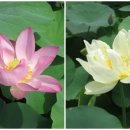 연꽃단지 화장실 이미지