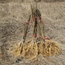 내서읍1171 이미지