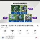 국산 신품종 이미지