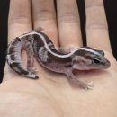 (주)화이트아웃 | 귀요미 펫테일 친구들이 찾아왔어요! 오레오 , 아멜 , 화이트아웃 , 노멀