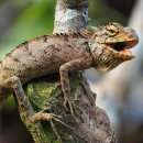 이구아나 이미지