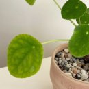 지아아틀리에 이미지