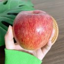 요세비농장 | 고랭지사과 철이 왔슴다! 요세비농장 주문후기