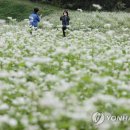 메밀꽃필무렵 이미지