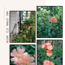 촌부의 단상-8월의 시작, 동자꽃과 참나리꽃 이미지